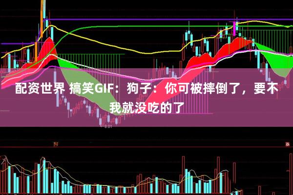 配资世界 搞笑GIF：狗子：你可被摔倒了，要不我就没吃的了